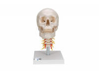 dydaktyczny model czaszki człowieka na odcinku szyjnym kręgosłupa, 4 części - 3b smart anatomy kat. 1020161 a20/2 3b scientific modele anatomiczne 11